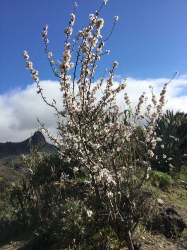 Gran Canaria_mandelträd_mandelblom_Tejeda