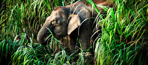 Borneo, skogselefanter, regnskog, safari, djur, kinabatangan river, malaysia