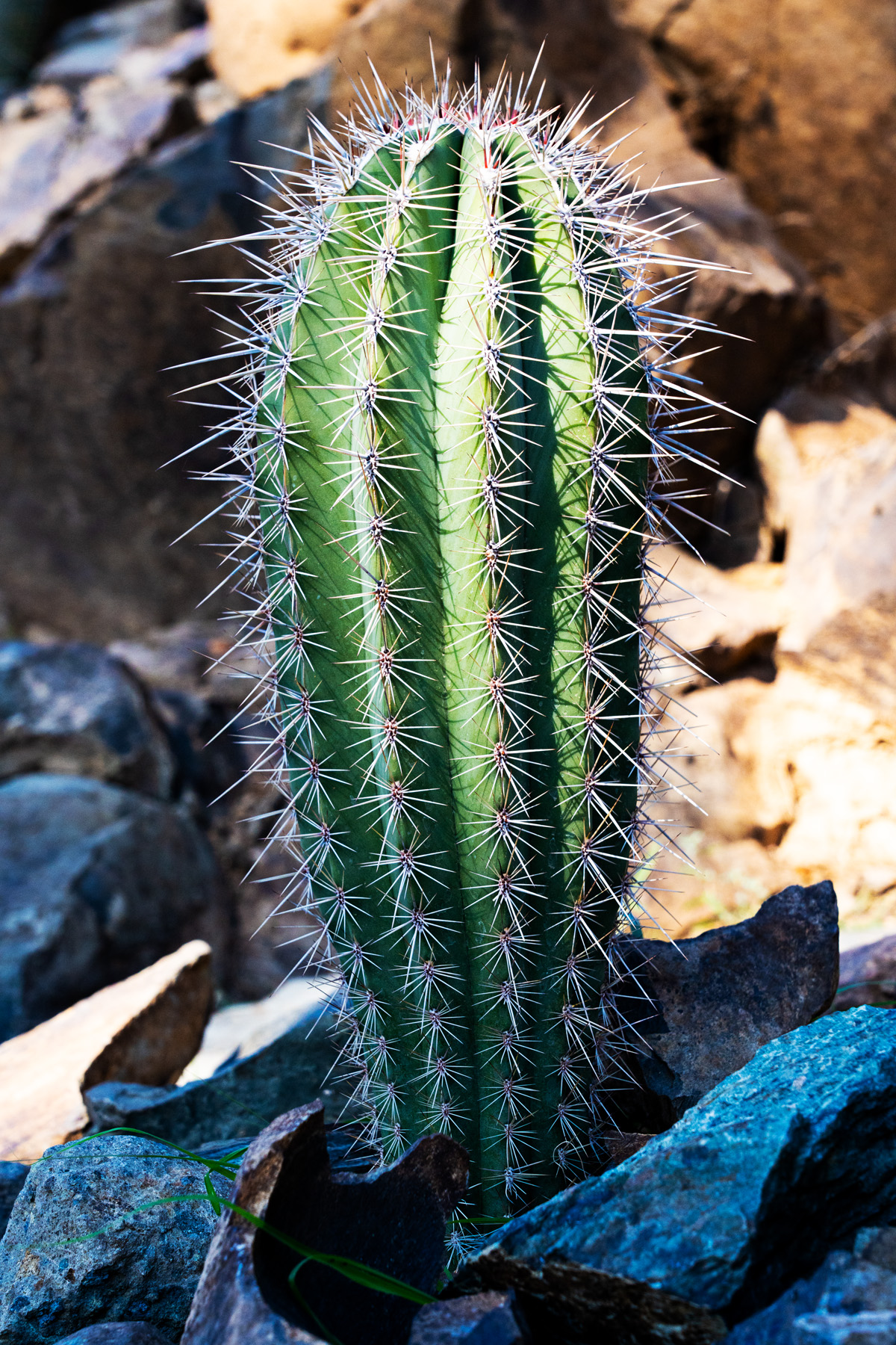 Gran Canaria_kaktus_växt
