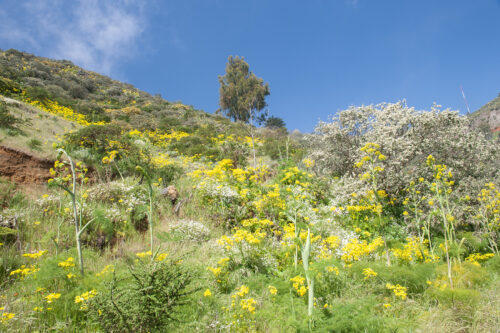 Gran Canaria_gröna ängar_blommor_växter